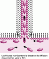 Figure 11 - Slow diffusion of proteins in a Newtonian film