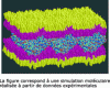 Figure 12 - Final state: surfactant sandwich enclosing a dense layer of proteins