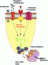 Figure 2 - Schematic representation of the three types of sensory receptors responsible for chemosensing sapid molecules in mouse taste bud receptor cells (for practical reasons, these different chemoreceptor proteins are presented simultaneously at cell level).
