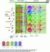 Figure 2 - Organization of the olfactory system from the periphery to the olfactory bulb