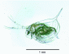 Figure 2 - Young Daphnia magna(source: G. Crini)