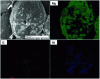 Figure 6 - SEM micrograph and EDX mapping of Mg powder ground with graphite (G) and nickel (Ni) [52].