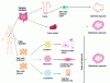 Figure 10 - Methods for obtaining different types of intestinal organoids