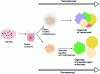 Figure 12 - Diagram of the main steps involved in obtaining cerebral organoids. Embryoid bodies (EBs) derived from induced pluripotent stem cells (iPS) or embryonic stem cells (ESCs) can be differentiated into organoids. Unguided differentiation or "self-patterning" is based on the culture of ECs in a matrigel-like matrix. This protocol produces "whole brain" organoids resulting from spontaneous morphogenesis and the intrinsic differentiation capacities of stem cell aggregates. Guided differentiation or "pre-patterning" enables organoids reconstituting a specific brain region to be obtained by treating ECs with "patterning" factors such as growth factors (illustration adapted from [170] [171]).