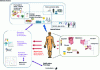 Figure 11 - Links between metabolic phenotype, metabolism and different types of biomarkers (created on biorender.com)