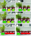 Figure 6 - Photographs of phytotron tests of plant cover growth in pots on three areas of the site (natural soil, fill 1, cyanide-treated fill) compared with a control on potting soil. Green: dense plant cover, light green: relatively dense plant cover, yellow: limited plant cover, red: plant cover that has not germinated or is insufficiently developed.