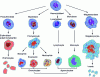 Figure 11 - Different adult cell types in human circulating blood