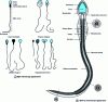 Figure 12 - Spermatozoa