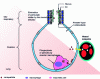 Figure 5 - Nanomaterials in lung alveoli