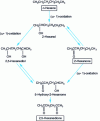 Figure 9 - Biotransformation of n-hexane and 2-hexanone