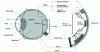 Figure 13 - Cross-section of the eye