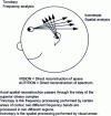 Figure 1 - Schematic frequency and spatial processing in the human brain