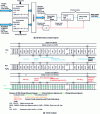 Figure 15 - HD-SDI interface serializer and Y-CbCr multiplex diagram [18] [22]