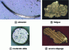 Figure 4 - Four classifications of wear debris
