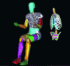 Figure 33 - Digital mannequin (PSA Renault, LBM, ENSAM)
