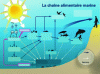 Figure 2 - Marine food chain [4]
