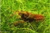 Figure 10 - American crayfish Faxonius limosus: approx. 7-8 cm long (max. 14 cm). Fishing is authorized at any time and for any size, but it is forbidden to transport it alive (photo credit C. Quintin, for MNHN's Inventaire national du patrimoine naturel, https://inpn.mnhn.fr/espece/cd_nom/853999)