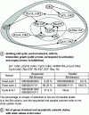 Figure 2 - Cell division cycle control network,
with its interaction graph and list of genes involved and asymptotic
states of the network, with state values in the order of the list