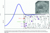 Figure 18 - Representation of the force field involved in mitochondrial ridge formation and a single pathological mitochondrial ridge (top right).
