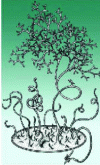 Figure 37 - A 2-dimensional rectifiable set