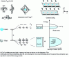 Figure 6 - Qualitative electronic structure of the lithiated cobalt oxide LiCoO2 deduced from the local orbitals of its octahedral unit.