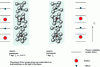 Figure 8 - Schematic view of the crystal structure of lithium niobate in the paraelectric and ferroelectric phases