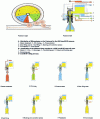 Figure 32 - KHS principle: Schematic diagrams of the KHS Innofill DF process