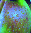 Figure 16 - Visual result after using an overprint varnish