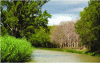 Figure 27 - Photo of the right bank, affected plane trees on a reach of the Canal du Midi (Photo credit: VNF)