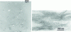 Figure 8 - Transmission electron microscopy images of nanocomposites obtained by dispersing 5% organophilic montmorillonite in a glassy thermoset matrix, from 