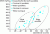 Figure 7 - Example of PVC flow rates obtained as a function of diameter for conical or parallel counter-rotating twin screws (doc. Weber, Krauss-Maffei, Cincinnati)