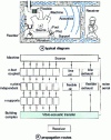 Figure 1 - Example of a machine connected to its environment with source, transfers and receiver