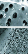 Figure 9 - Visualizations of porous surfaces of activated carbons using scanning electron microscopy (SEM)