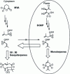 Figure 15 - Compartmentalization of terpene synthesis in the cytoplasm and plastids of carrot (Daucus carotta L.) (from )