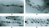 Figure 4 - Morphology of magnetosomes produced by magnetotactic bacteria [transmission electron microscopy images of cubo-octahedral (a ), elongated prismatic (b ) and bullet-shaped (c ) magnetite crystals and greigite crystals (d )].