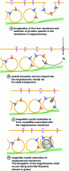 Figure 6 - Model of magnetosome formation in magnetotactic bacteria