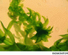 Figure 4 - Elodea used as a bioaccumulative aquatic plant for heavy metals