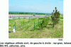 Figure 7 - Biostation set up by INRA near a freeway for the biomonitoring of air quality linked to automobile traffic.