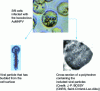 Figure 2 - Electron microscope images of budding and embedded baculovirus particles