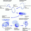 Figure 2 - Genetic modification of a plant using Agrobacterium (based on 2)