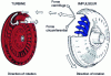Figure 16 - Birth of oil vortex circulation in a converter