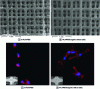 Figure 10 - Scanning electron microscopy images
of 3D-printed PLA/PEG and PLA/PEG/organic silicon (G5) cell development
supports and fluorescence images of cells attached to PLA/PEG and
PLA/PEG/G5 supports (reproduced with permission from [94]).