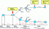 Figure 1 - Main characteristic phases of the fission process