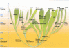 Figure 19 - The phylum of nuclear power systems across generations (based on [9])
