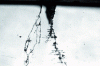 Figure 35 - Transgranular cracks in 18-10 stainless
steel, initiated on pits in a marine atmosphere at room temperature
(after 45]).
