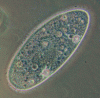 Figure 3 - Photo of Paramecium aurelia under an optical microscope – Cell size ranges from 50 to 300 µm in length, depending on the species (Source: https://ressources.unisciel.fr/DiversiteUnicite/chap2/co/2-Microbiologie_5.html)