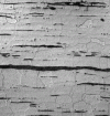 Figure 42 - Lamellar structure of puddled iron (Credit DR.)