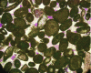 Figure 4 - Thin blade in oolitic limestone (× 50)