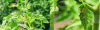 Figure 10 - Example of phytotoxicity on a tomato leaf caused by the degradation of a PCL trellis string