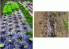 Figure 6 - Examples of PBAT's use as agricultural mulch